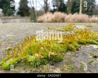 Eine wunderschöne Nahansicht von Moos, das an einer Wand wächst. Stockfoto