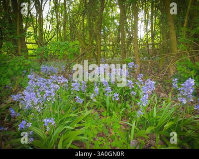 Wunderschöne Bluebells, die auf dem Waldboden wachsen. Stockfoto