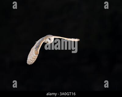 Scheuneneule im Flug UK [Tyto Alba] Stockfoto