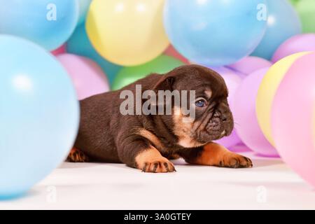 Niedliches, winziges, braunes französisches Bulldog-Hündchen zwischen bunten Ballons Stockfoto