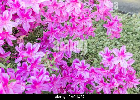 Nahaufnahme von blühenden Blumen. Fuchsia - rosa Azaleen Blüten. Federkonzept Stockfoto