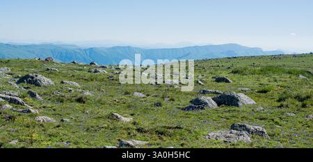 Wildgras auf Highland Wiese im Sommer in Artvin in der Türkei Stockfoto