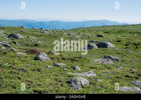 Wildgras auf Highland Wiese im Sommer in Artvin in der Türkei Stockfoto