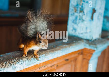 Eine Nahaufnahme eines neugierigen Eichhörnchens auf einem Holzgeländer. Das Eichhörnchen hat einen buschigen, dunkelgrauen Schwanz und rötlich-braunes Fell mit weißem Unterholz Stockfoto