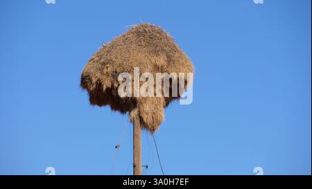 Geselliges Webernest am Strommast Kalahari Stockfoto