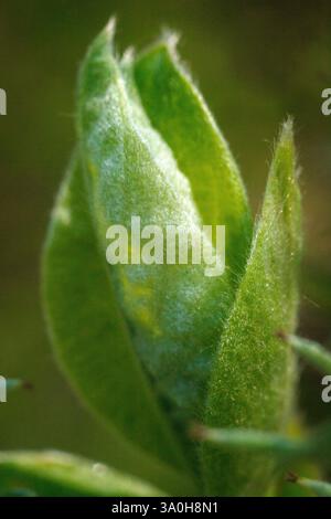 Dieses Nahaufnahme-Foto fokussiert auf ein blühendes Blatt, das seine weiche, verschwommene Textur und die feinen Details seiner Oberfläche einfängt. Die leuchtende grüne Farbe Stockfoto