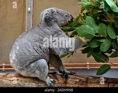 Altersrekord im Koalahaus,im Zoo Duisburg:Koala-Männchen Irwin ist 17 jahre alt,das Beutetier ist mit Abstand der ältesten Koala in einem europäischen Zoo,wahrscheinlich führt er sogar den weltweiten Altersrekord für Koala-Männchen. Irwin ist der Chef im Duisburger Koalahaus und der älteste Koala Europas. Wahrscheinlich führt Irwin sogar einen weiteren Altersrekord an-den,des ältesten Koala-Männchen auf der Welt. Gewöhnlich werden männliche Koalas meist nur 15 Jahre alt. Irwin wurde am 25.Februar im australischen Taronga Zoo geboren. Seit März 2013 lebt Irwin im Zoo Duisburg. Mittlerweile genießt d Stockfoto