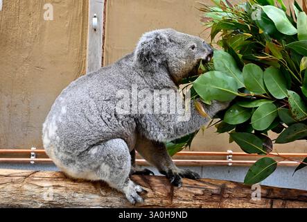 Altersrekord im Koalahaus,im Zoo Duisburg:Koala-Männchen Irwin ist 17 jahre alt,das Beutetier ist mit Abstand der ältesten Koala in einem europäischen Zoo,wahrscheinlich führt er sogar den weltweiten Altersrekord für Koala-Männchen. Irwin ist der Chef im Duisburger Koalahaus und der älteste Koala Europas. Wahrscheinlich führt Irwin sogar einen weiteren Altersrekord an-den,des ältesten Koala-Männchen auf der Welt. Gewöhnlich werden männliche Koalas meist nur 15 Jahre alt. Irwin wurde am 25.Februar im australischen Taronga Zoo geboren. Seit März 2013 lebt Irwin im Zoo Duisburg. Mittlerweile genießt d Stockfoto