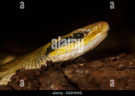 Schönheitsrattenschlange (alias Cave Racer) Elaphe taeniura, gebürtig in Asien Stockfoto