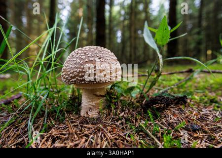 Jungfliegenpilz, der im Friedenwald (Wald der Freiheit), Ardennen, Belgien, wächst Stockfoto