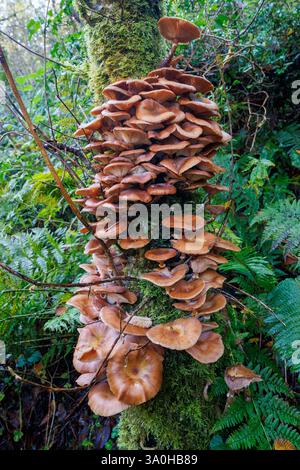 Pilze, die auf Bäumen wachsen, Cladagh Glen, Marble Arch Caves, Co. Fermanagh, Irland Stockfoto