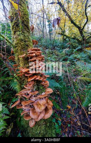 Pilze, die auf Bäumen wachsen, Cladagh Glen, Marble Arch Caves, Co. Fermanagh, Irland Stockfoto