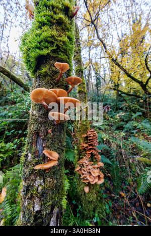 Pilze, die auf Bäumen wachsen, Cladagh Glen, Marble Arch Caves, Co. Fermanagh, Irland Stockfoto