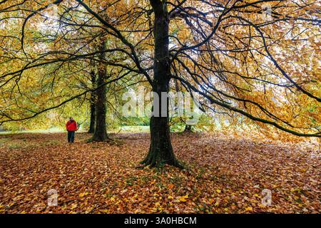 Peson spazieren zwischen Bäumen mit Herbstlaub, Florencecourt, Co. Fermanagh, Irland Stockfoto