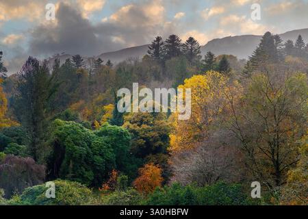 Trees in autumn, Florencecourt, Co. Fermanagh, Ireland Stockfoto