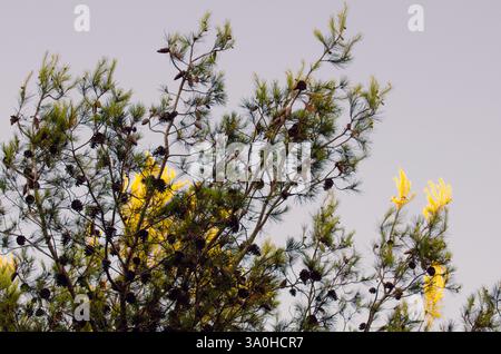Mediterrane Fichte. Stockfoto