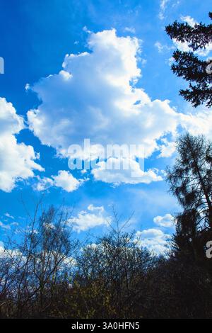 Ein lebendiger Himmel voller großer, flauschiger Wolken vor einem tiefblauen Hintergrund. Der untere Teil des Bildes zeigt Silhouetten von Baumzweigen reachi Stockfoto