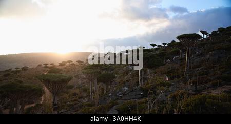 Besucher bewundern die markanten Drachenbäume der Insel Socotra, während die Sonne untergeht und ein warmes Leuchten über die einzigartige Landschaft wirft. Stockfoto
