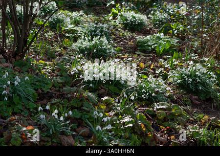 Schneeglöckchen, Galanthus nivalis, in einem Wintergartenbeet mit Sträuchern und Mischbepflanzung. Stockfoto