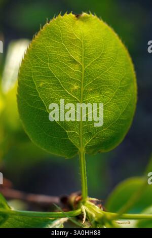 Dies ist ein Makrofoto eines einzelnen Apfelblattes, das seine leuchtende grüne Farbe und seine komplizierte Aderstruktur zeigt. Das Blatt wird von hinten beleuchtet, erlauben Sie es Stockfoto
