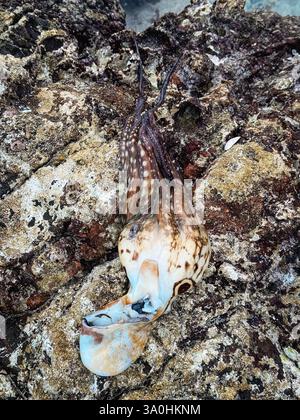 Erkunden Sie die einzigartige Küstenlandschaft von Socotra Island, ein Tintenfisch ruht bei Ebbe an der felsigen Küste. Stockfoto