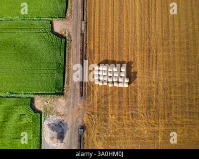 Das grüne Weizenfeld aus der Luft. Großes grünes Feld aus der Vogelperspektive. Stockfoto