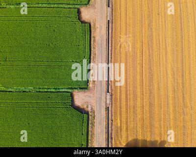 Das grüne Weizenfeld aus der Luft. Großes grünes Feld aus der Vogelperspektive. Stockfoto