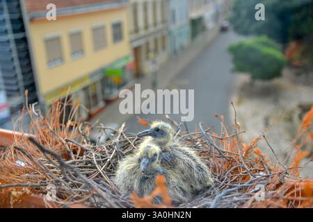 Zwei kleine Jungvögel im Nest. Zwei Tage alte Babytauben. Taubenvogelnest auf dem Fenstervorsprung. Blick durch das Fenster des Zimmers. Das Konzept von Stockfoto