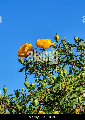 Gelb blühende Rosen vor hellblauem, klarem Himmel ohne Wolken. Zarte Frühlings- und Sommerblumen, üppiger Busch. Kopierbereich für Text. Stockfoto