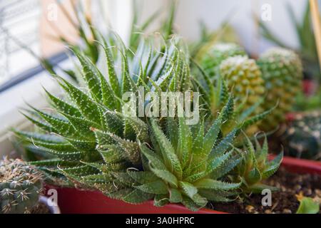 Nahaufnahme von Pflanztöpfen, die mit verschiedenen Pflanzen wie Aloe Vera, Kakteen und Sukkulenten gefüllt sind, auf einer Fensterbank Stockfoto