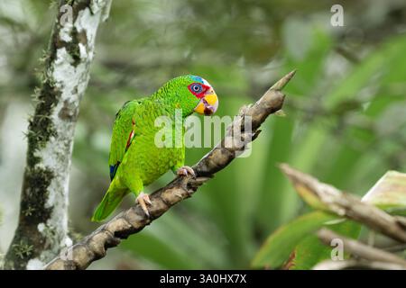 Amazona albifrons, bekannt als der Weißfrontpapagei Stockfoto
