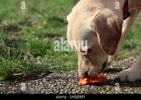 Labrador Retriever Hund isst Tulpe im Garten Stockfoto