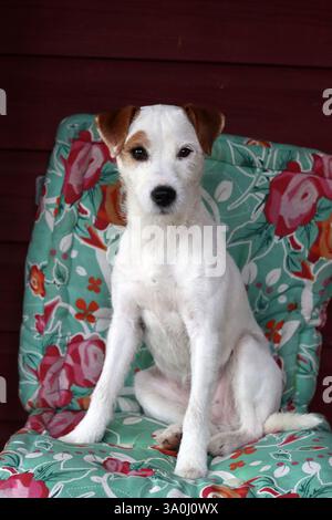 Jack Russell Terrier sitzt auf einem Stuhl im Zimmer Stockfoto