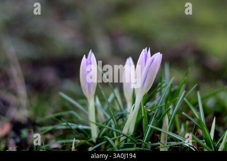 Lila Krokusse im Gras. Frühjahrs in Europa. Stockfoto