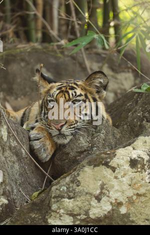 Royal Bengal Tiger im Bandhavgarh National Park, Indien. Kopfporträt eines erwachsenen männlichen Tigers, der auf Felsen mit Bambus dahinter liegt. Der Kopf liegt auf der Pfote. Stockfoto