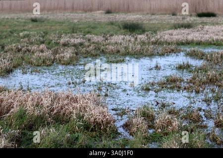 Feuchtgebiete in den Niederlanden mit gefrorenem Gras und Schilf. Stockfoto