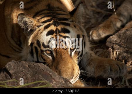 Royal Bengal Tiger im Bandhavgarh National Park, Indien. Nahaufnahme des Kopfporträts eines erwachsenen Mannes beim direkten Blick in die Kamera. Der Kopf liegt auf den Pfoten. Stockfoto