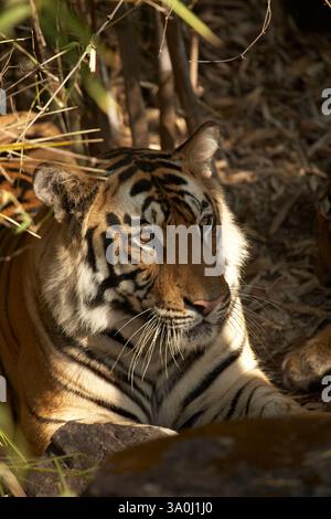 Royal Bengal Tiger im Bandhavgarh National Park, Indien. Kopf- und Schulterporträt eines erwachsenen Mannes im Ruhezustand im Licht. Von der Kamera wegschauen. Stockfoto