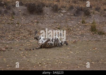 Royal Bengal Tiger im Bandhavgarh National Park, Indien. Erwachsener weiblicher Tiger, der auf dem Rücken mit Pfoten in der Luft rollt. Auf flachem, offenem Land in der Nähe von Wasserloch. Stockfoto