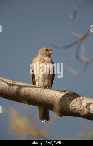 Indische Shikra im Bandhavgarh-Nationalpark, Indien. Ganzkörperporträt eines erwachsenen Vogels auf einem Ast, Kopf nach links gedreht und Auge gut beleuchtet. Stockfoto