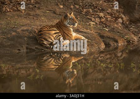 Royal Bengal Tiger im Bandhavgarh National Park, Indien. Seitliches Porträt einer erwachsenen Frau, die bei Sonnenuntergang neben stillem Wasser liegt, volle Reflexion im Wasser. Stockfoto