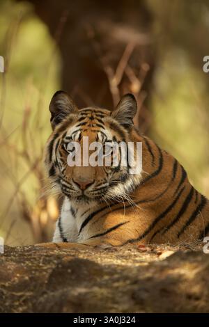 Royal Bengal Tiger im Bandhavgarh National Park, Indien. Kopf und Schultern Porträtaufnahme eines jungen erwachsenen Tigers, der auf Felsen liegt und in die Kamera blickt. Stockfoto