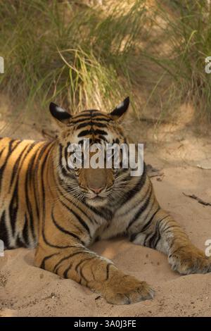 Royal Bengal Tiger im Bandhavgarh National Park, Indien. Erwachsener männlicher Tiger, der auf dem Sandbett liegt, im verfleckten Sonnenlicht. Kopf- und Schultern-Porträt. Stockfoto