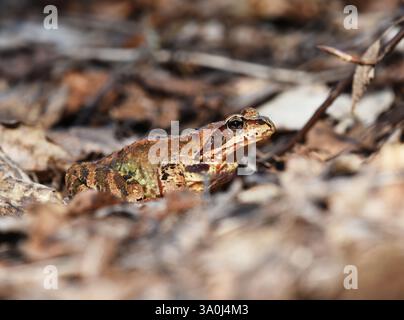 Großfrösche (Rana temporaria) im Frühjahr. Stockfoto