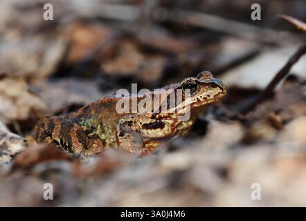 Großfrösche (Rana temporaria) im Frühjahr. Stockfoto