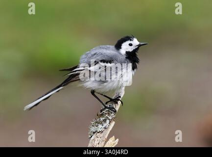 Der weiße Bachstelz (Motacilla alba) trocknet seine Federn nach einem Bad auf einem Zweig im Frühjahr. Stockfoto