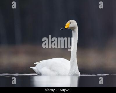 Singschwan (Cygnus cygnus) schwimmt im Frühling in einem See. Stockfoto