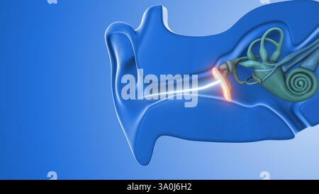 Zur Physiologie der Gehörschallübertragung Stockfoto