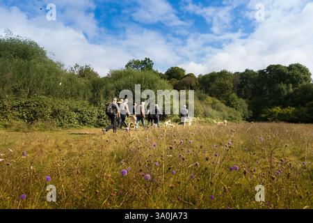 Eine Gruppe von Wanderern macht Spaziergänge durch das Dorf Sarratt, Herts, Großbritannien, auf Sommerfeldern mit Hunden Stockfoto