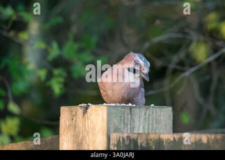 Jay (Garrulus glandarius) landet auf dem angeköderten Zaun nach Forest Farm Country Park Cardiff Wales UK. November 2024 Stockfoto